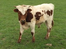 ESPECIAL x BR Windjammer bull calf